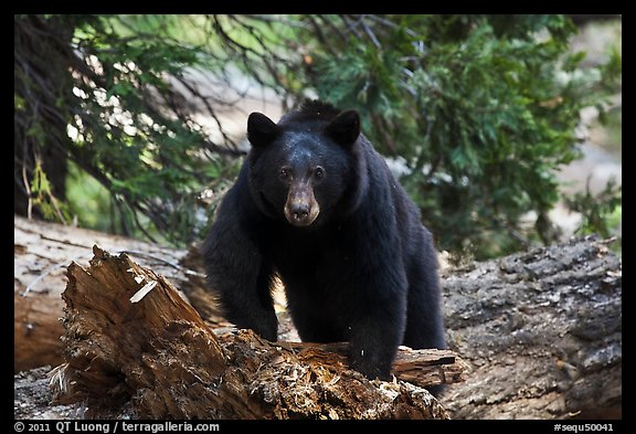 Close view of black bear. Sequoia National Park, California, USA.