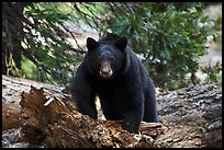 Black bear, frontal portrait. Sequoia National Park, California, USA. (color)
