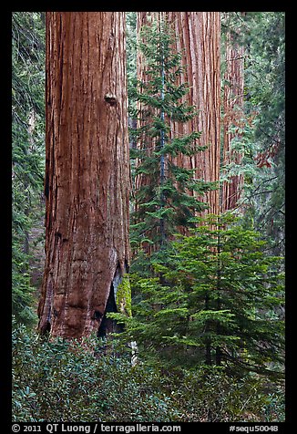 Giant Sequoias in the Giant Forest. Sequoia National Park (color)