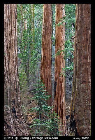 Sequoia forest. Sequoia National Park, California, USA.