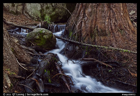 Stream at base of sequoia tree. Sequoia National Park, California, USA.