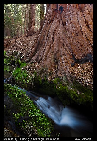 Brook at the base of giant sequoia tree. Sequoia National Park, California, USA.