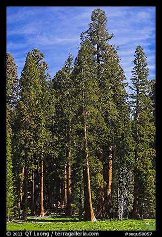 Sequoia trees at the edge of Round Meadow. Sequoia National Park, California, USA.