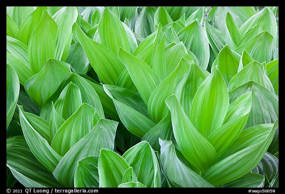 Corn lilly, Round Meadow. Sequoia National Park, California, USA.