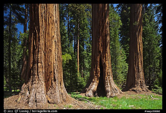 Group of Giant Sequoias, Round Meadow. Sequoia National Park, California, USA.