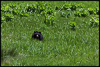 Black bear in Round Meadow. Sequoia National Park, California, USA. (color)