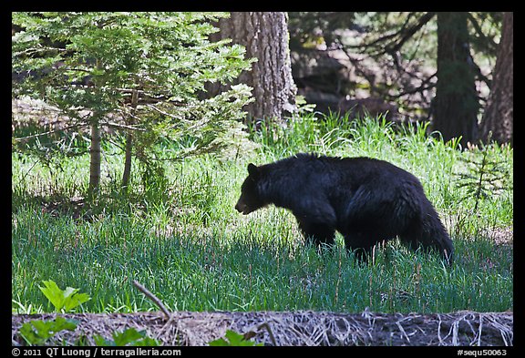 Black bar in forest, Round Meadow. Sequoia National Park, California, USA.