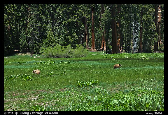 Round Meadow with bear family. Sequoia National Park, California, USA.