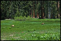 Round Meadow with bear family. Sequoia National Park, California, USA. (color)
