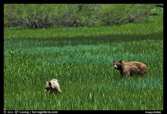Mother bear and cub grazing in Round Meadow. Sequoia National Park (color)