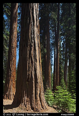 Sunlit sequoia forest. Sequoia National Park, California, USA.