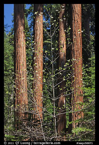 Dogwood in early bloom and sequoia grove. Sequoia National Park, California, USA.