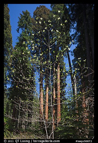 Blooming dogwood and grove of sequoia trees, Hazelwood trail. Sequoia National Park, California, USA.