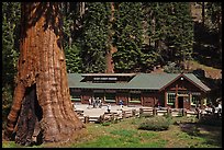 Giant Forest Museum. Sequoia National Park ( color)