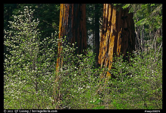Dogwoods and sequoias. Sequoia National Park, California, USA.
