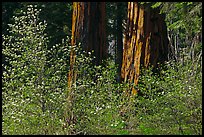 Dogwoods and sequoias. Sequoia National Park ( color)