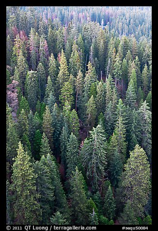Evergreen forest from above. Sequoia National Park, California, USA.