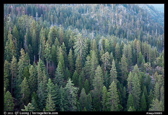 Evergreen forest seen from Moro Rock. Sequoia National Park (color)