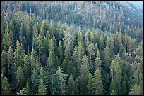 Evergreen forest seen from Moro Rock. Sequoia National Park ( color)