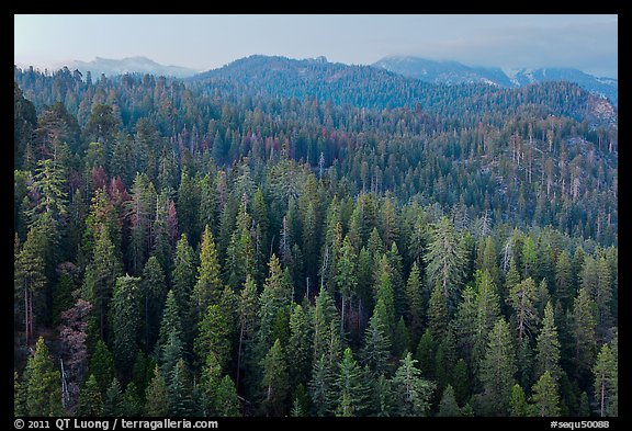 Forest and mountains at dusk. Sequoia National Park, California, USA.