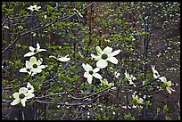 Dogwood flowers. Sequoia National Park ( color)