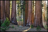 Group of backlit sequoias, early morning. Sequoia National Park ( color)