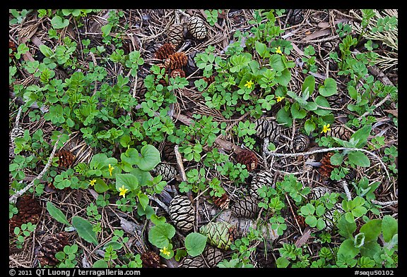 Close-up of forest floor with flowers, shamrocks, and cones. Sequoia National Park (color)