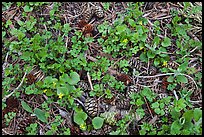 Close-up of forest floor with flowers, shamrocks, and cones. Sequoia National Park ( color)