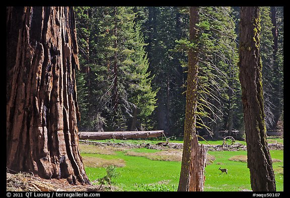 Huckleberry Meadow, sequoia and deer. Sequoia National Park (color)