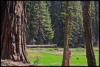 Huckleberry Meadow, sequoia and deer. Sequoia National Park ( color)