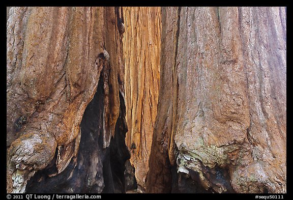 Bark at the base of sequoia group. Sequoia National Park, California, USA.