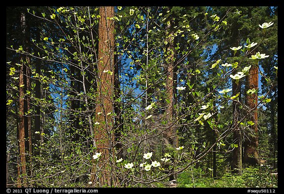 Dogwood in bloom and grove of sequoia trees. Sequoia National Park, California, USA.