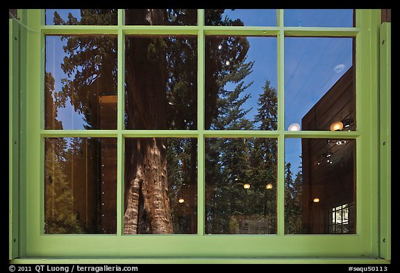 Sentinel tree, Giant Forest Museum window reflexion. Sequoia National Park (color)