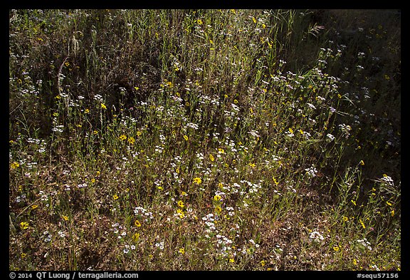Carpet of yellow and white flowers. Sequoia National Park (color)