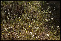 Carpet of yellow and white flowers. Sequoia National Park ( color)