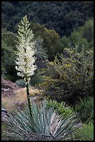 Flowering yucca and trees in spring. Sequoia National Park ( color)