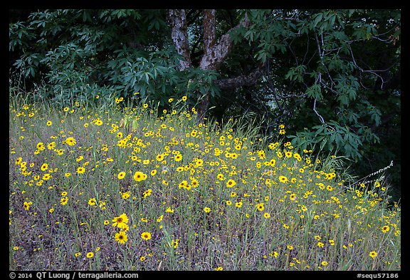 Carpet of yellow flowers and oak trees. Sequoia National Park (color)