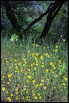 Yellow wildflowers and oaks. Sequoia National Park ( color)