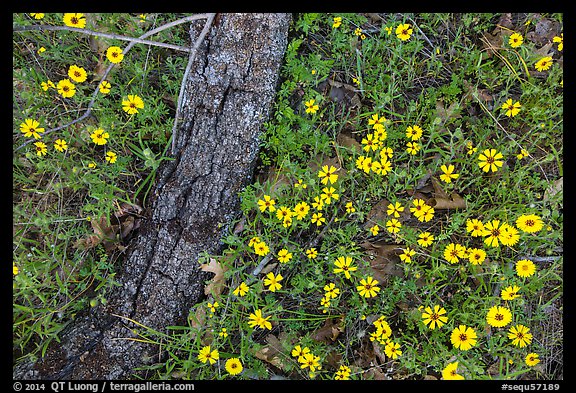 Ground view with yellow wildflowers and fallen oak branch. Sequoia National Park, California, USA.