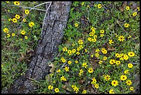 Ground view with yellow wildflowers and fallen oak branch. Sequoia National Park ( color)