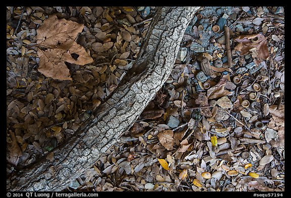 Ground view with branch under oak tree. Sequoia National Park (color)