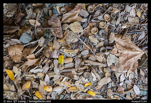 Ground view with fallen acorns. Sequoia National Park (color)