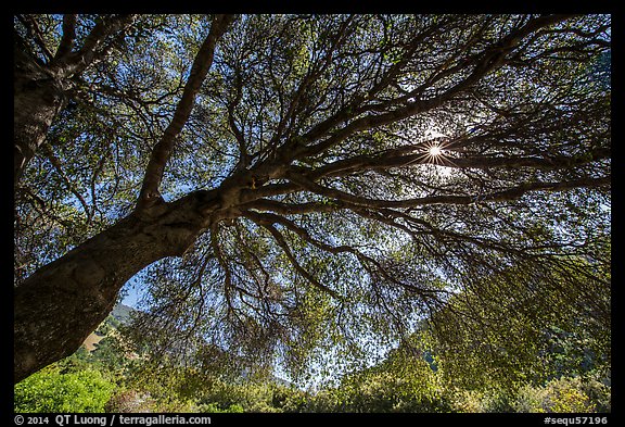 Looking up branches of oak tree in spring and sun. Sequoia National Park, California, USA.