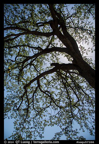 Branches of oak tree with new leaves. Sequoia National Park (color)