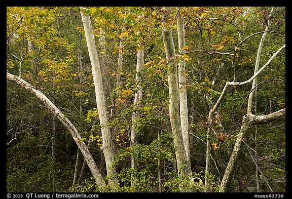 Trees in autumn, foothills. Sequoia National Park (color)