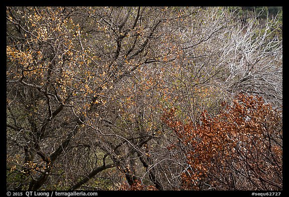 Tangle of bare tree branches and branches with faded leaves. Sequoia National Park (color)