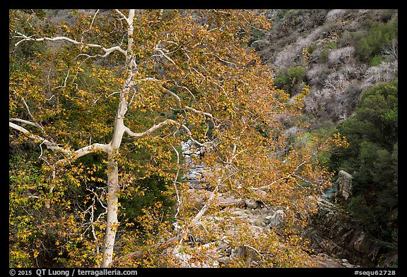 Trees in autumn and Middle Fork of the Kaweah River. Sequoia National Park (color)