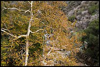 Trees in autumn and Middle Fork of the Kaweah River. Sequoia National Park, California, USA.