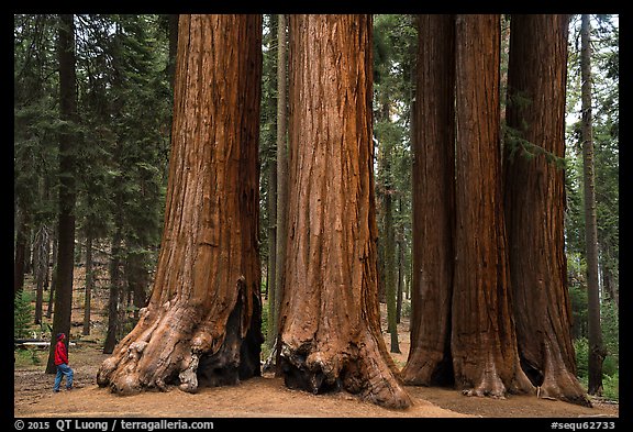 Visitor looking, Parker Group of giant sequoias. Sequoia National Park, California, USA.