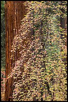 Dogwood in fall foliage and sequoia. Sequoia National Park ( color)